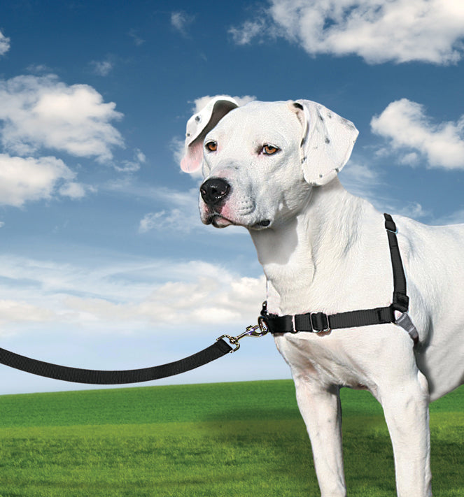 Easy Walk Geschirr, L, schwarz, 66-91 cm