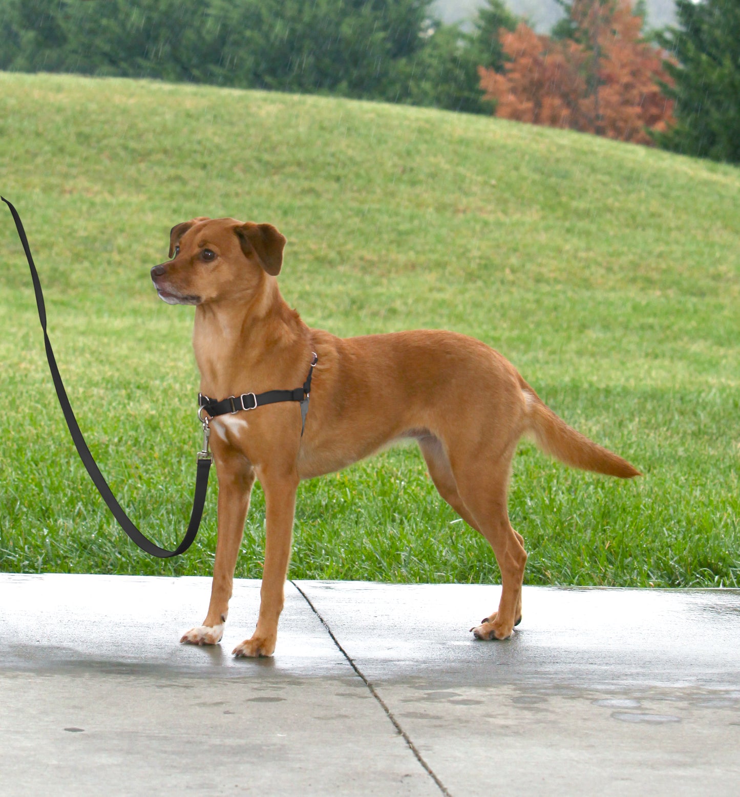 Easy Walk Geschirr, L, schwarz, 66-91 cm