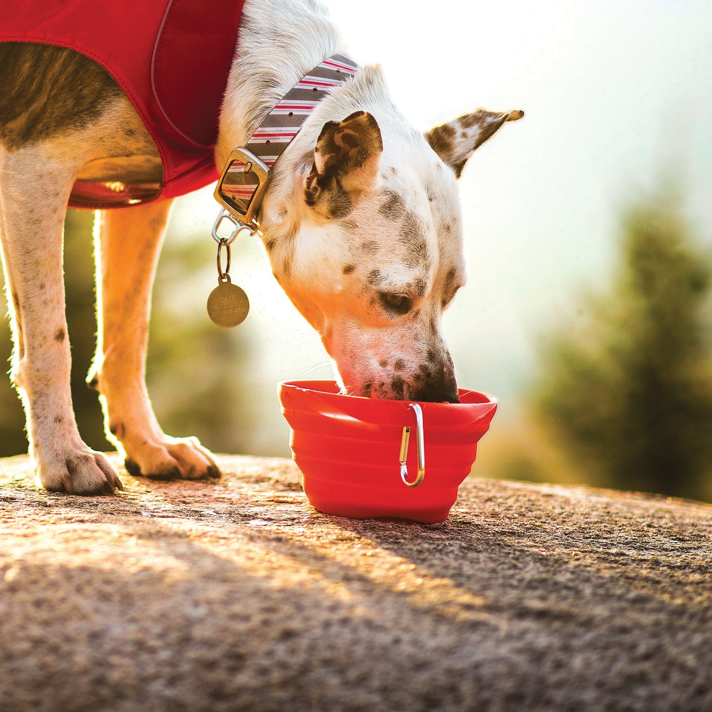 Collapsible bowl 710ml, red