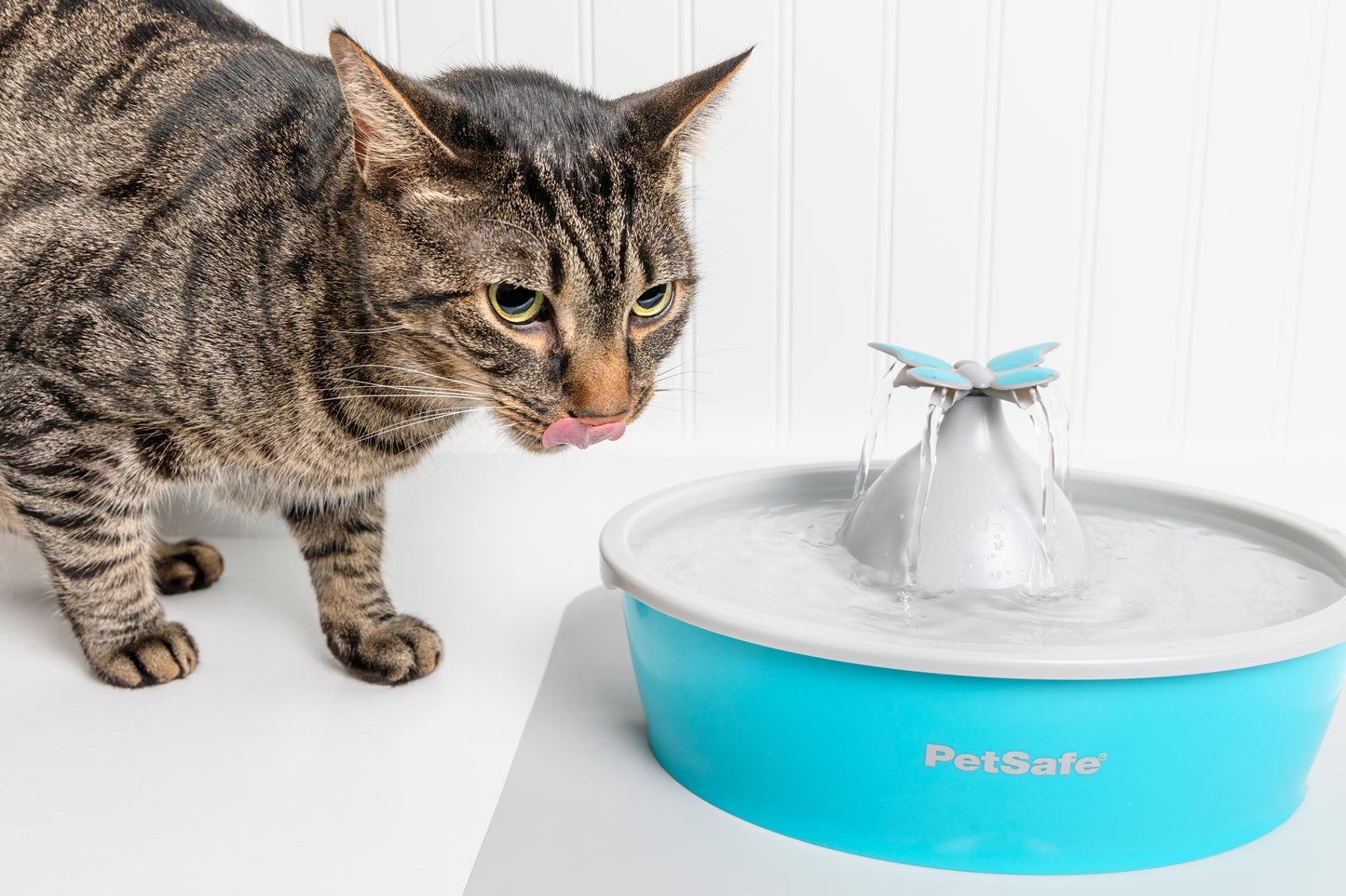 Drinkwell Butterfly Pet Fountain