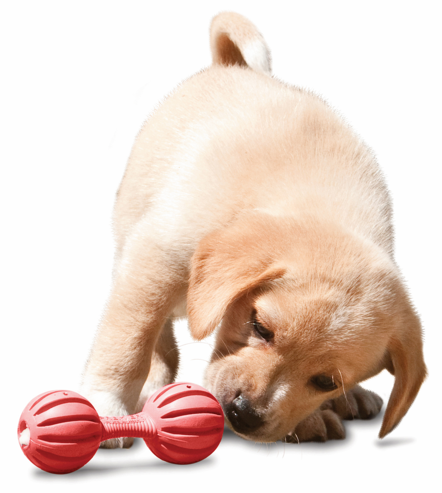 Busy Buddy Puppy Waggle, XS