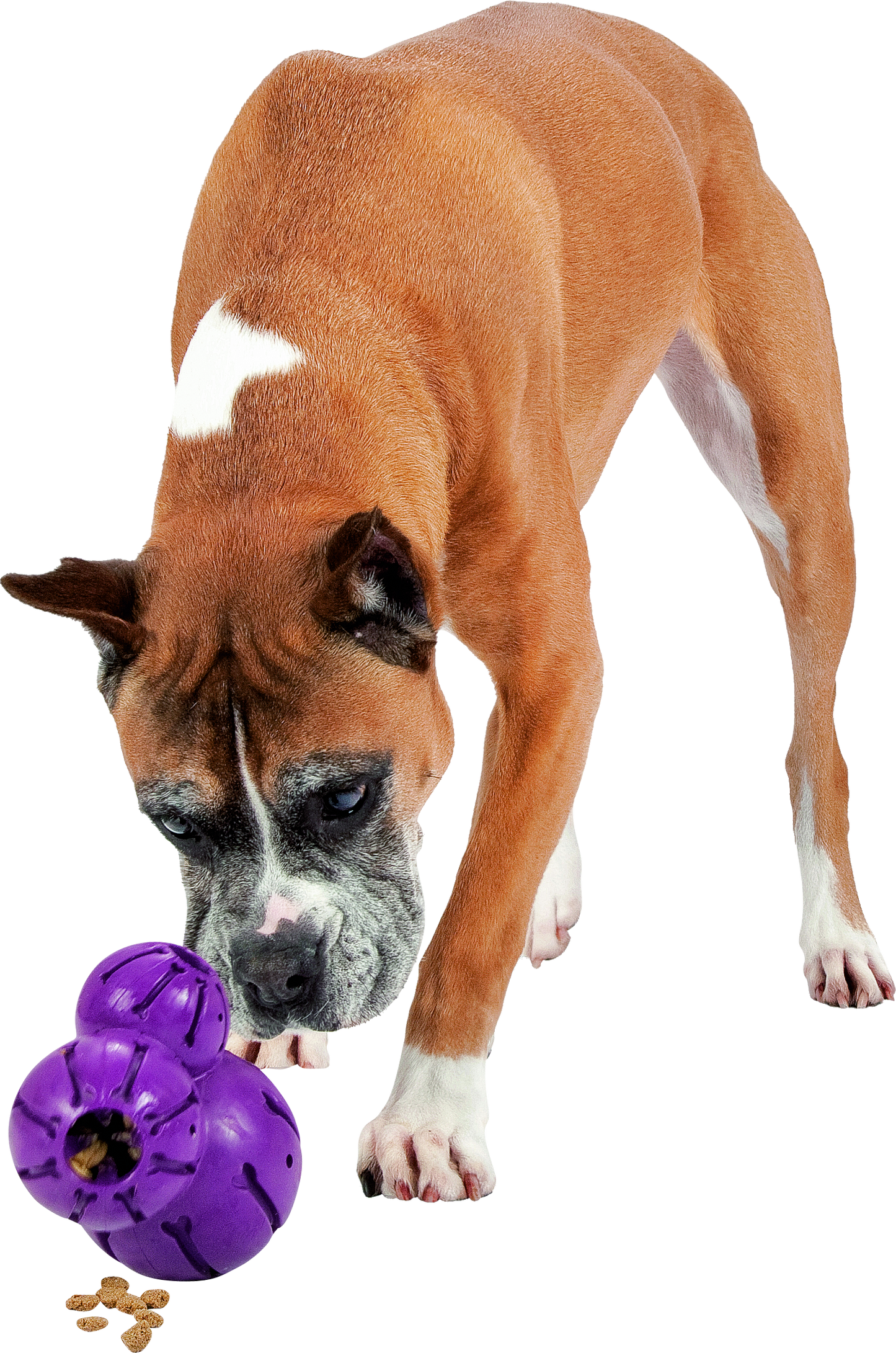 "Braun-weißer Boxerhund betrachtet neugierig ein lila Kauspielzeug mit Leckerlis darin."