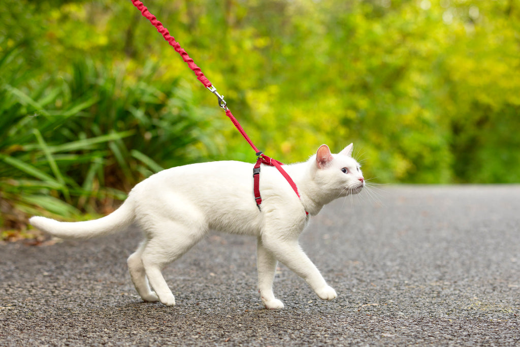Cat set Easy Walk red S