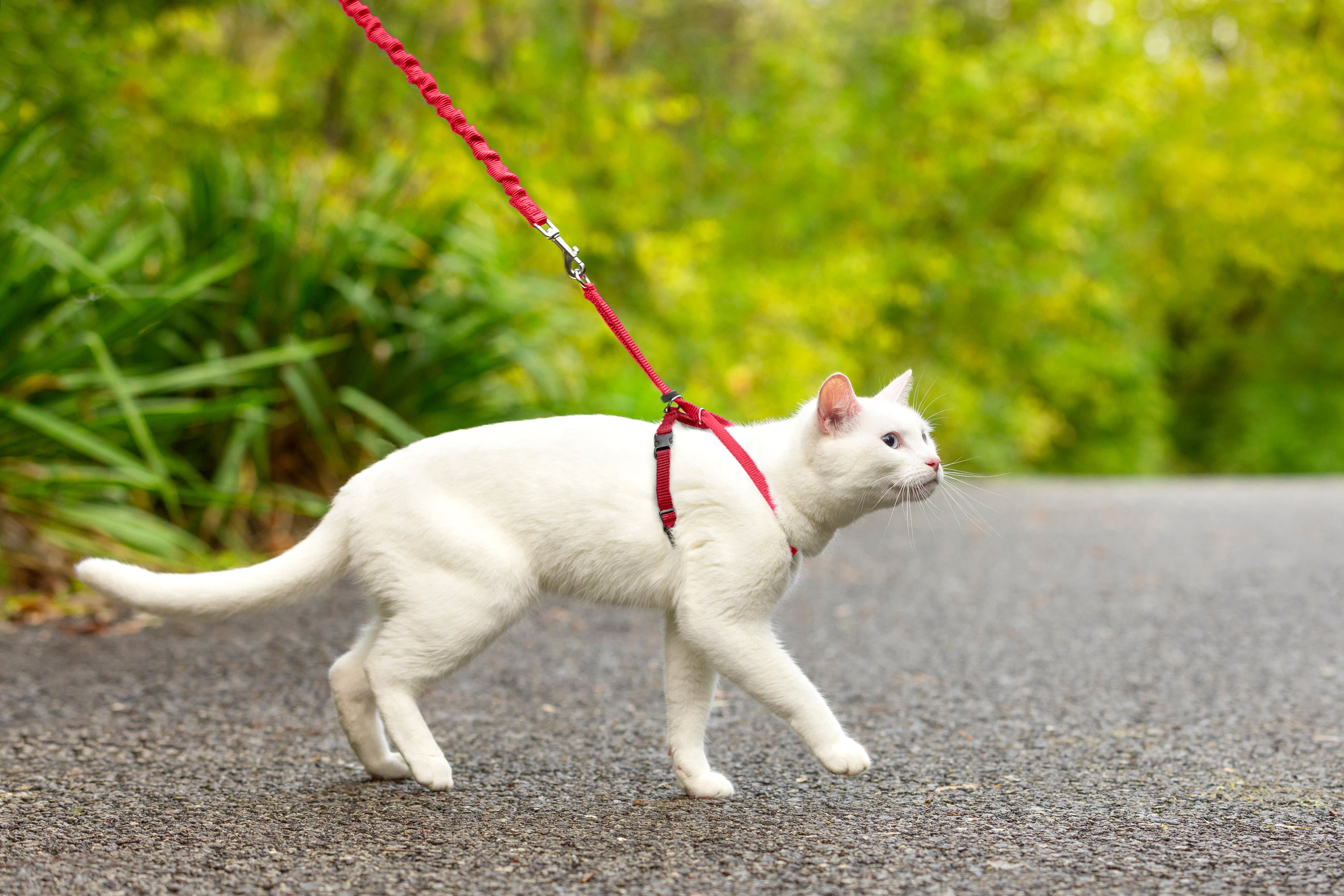 Cat set Easy Walk red S