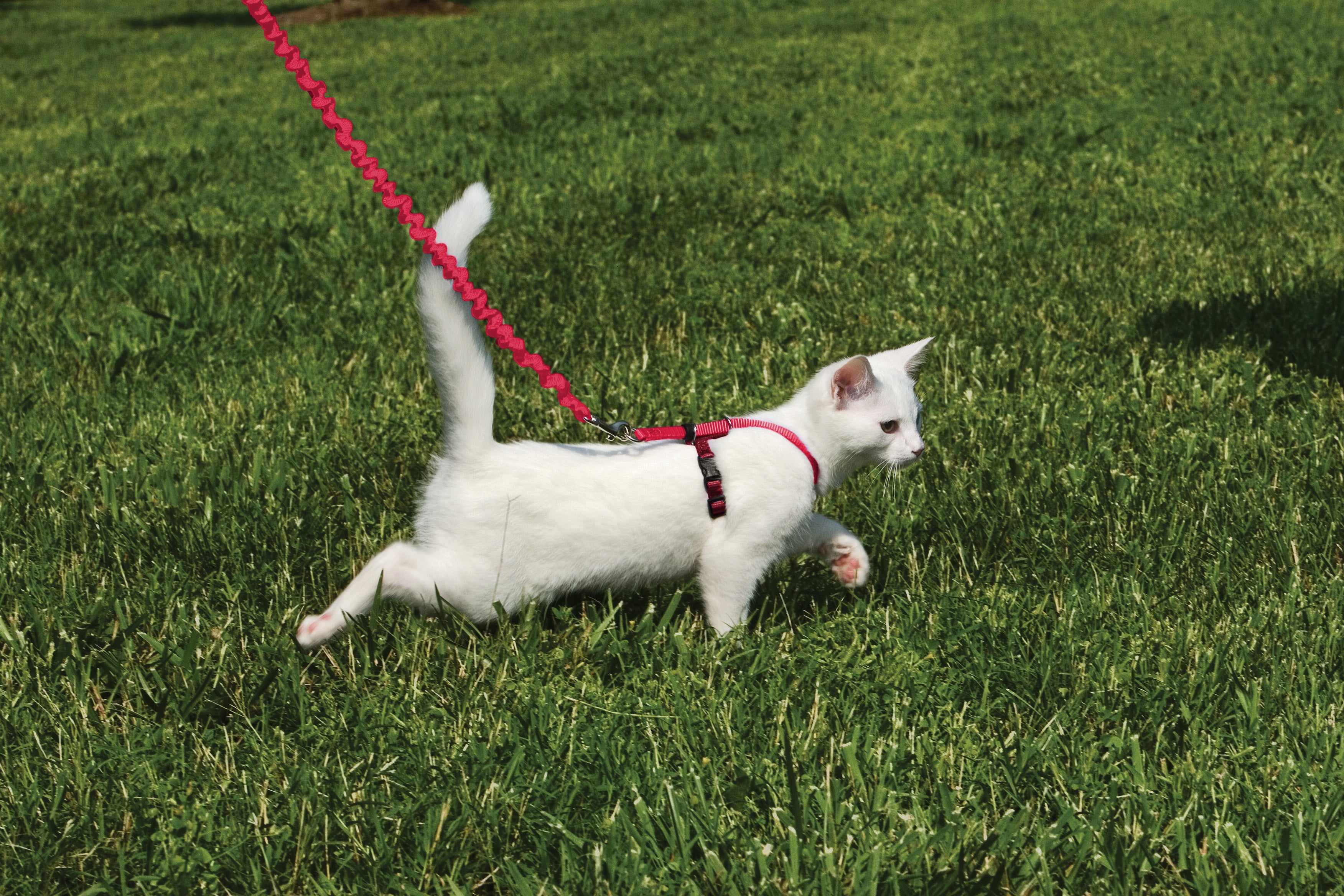 Cat set Easy Walk red S