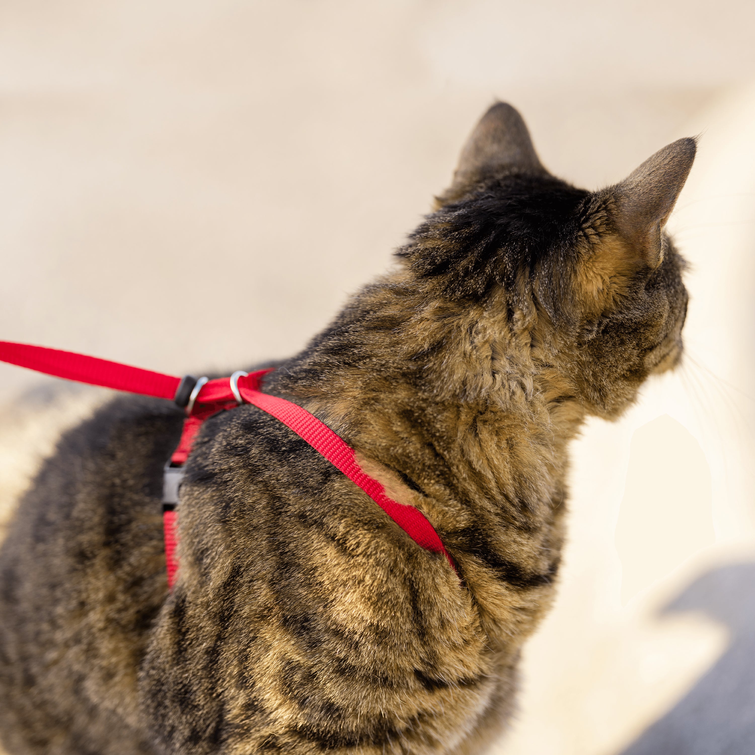Cat set Easy Walk red S