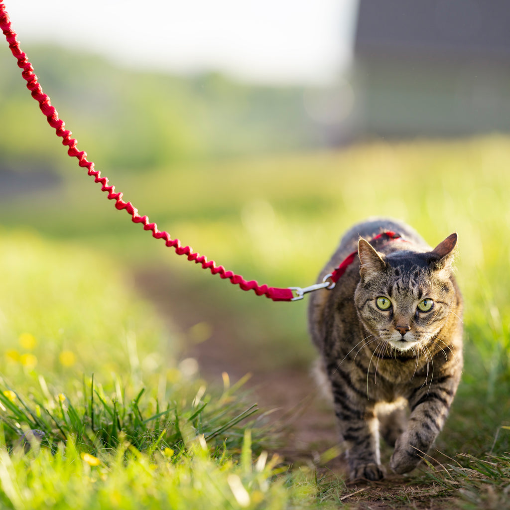 Cat set Easy Walk red S