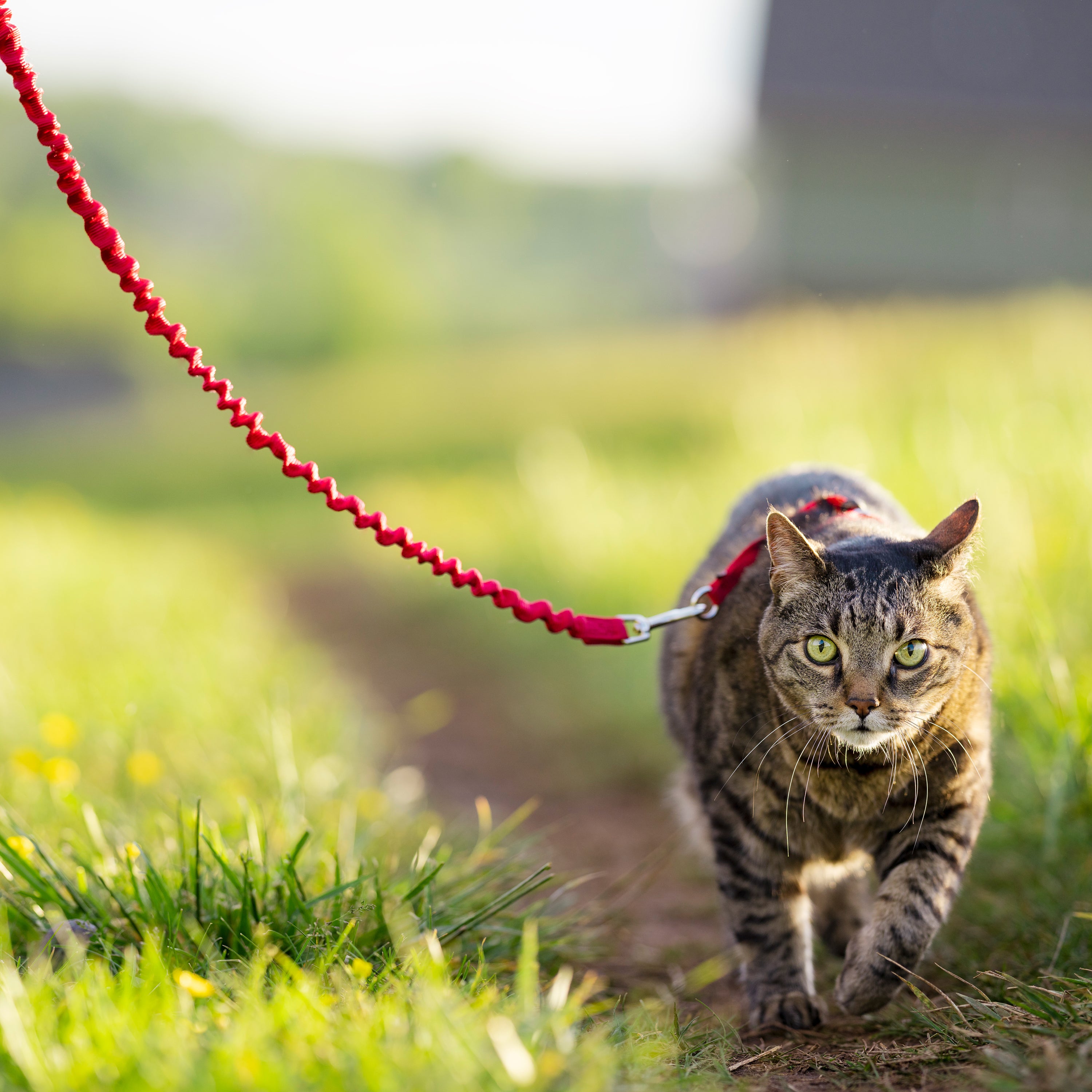 Cat set Easy Walk red S