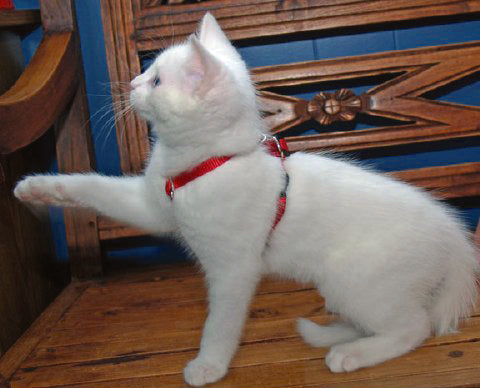Cat set Easy Walk red S