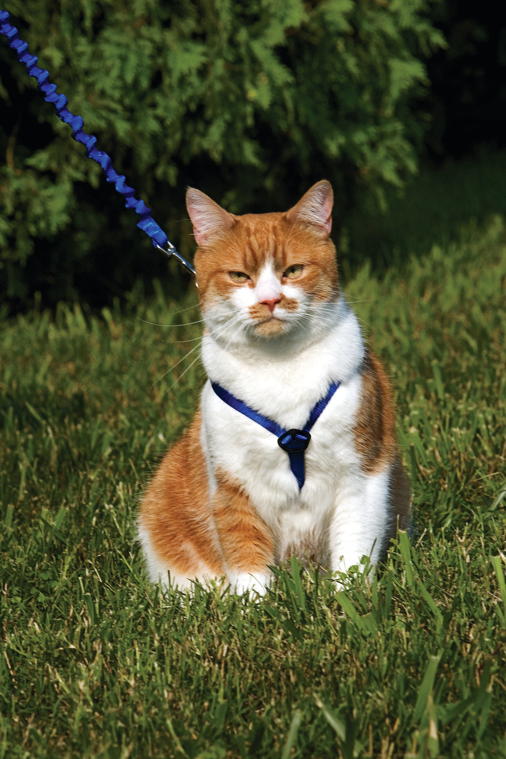 Cat set Easy Walk blue S/M/L