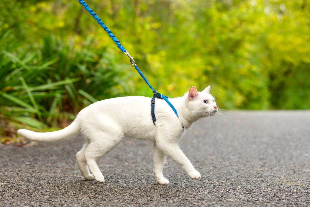 Cat set Easy Walk blue S/M/L