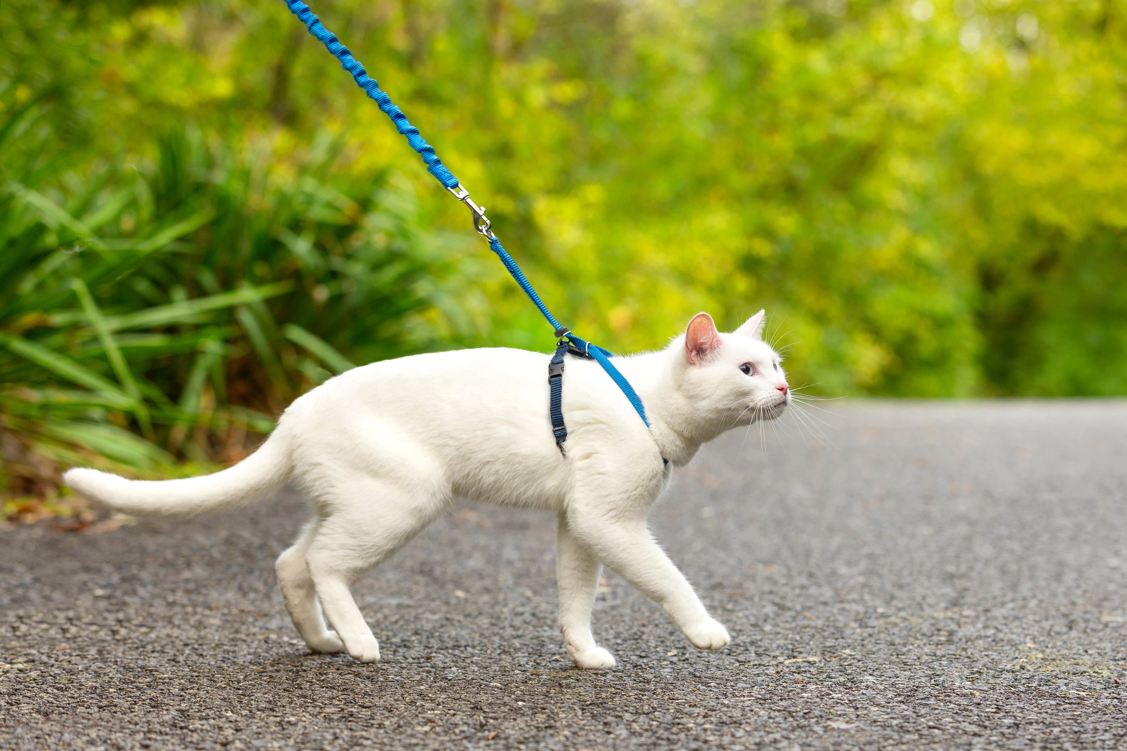 Cat set Easy Walk blue S/M/L