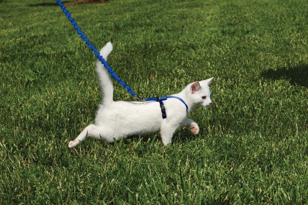 Cat set Easy Walk blue S/M/L