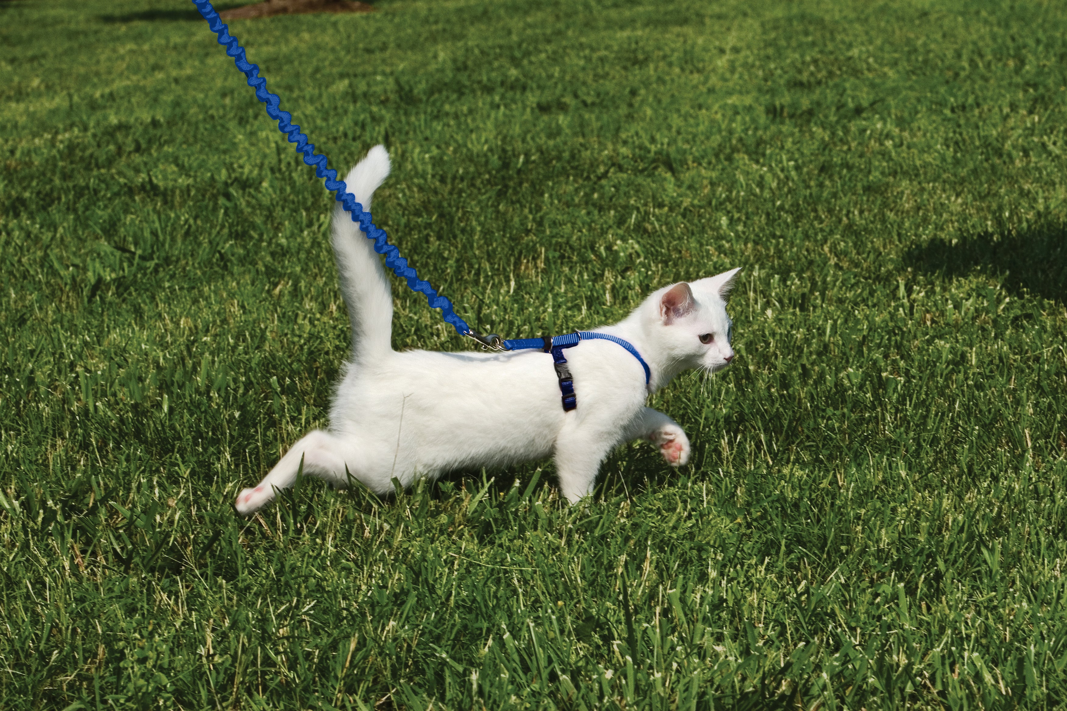 Cat set Easy Walk blue S/M/L