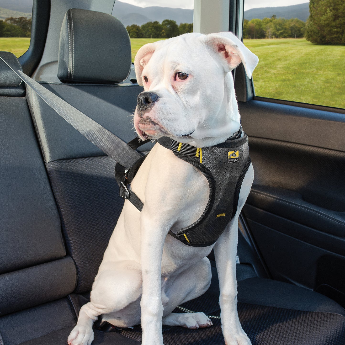 Impact Car Safety Harness S/M/L/XL