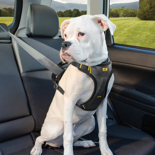 Impact Car Safety Harness S/M/L/XL