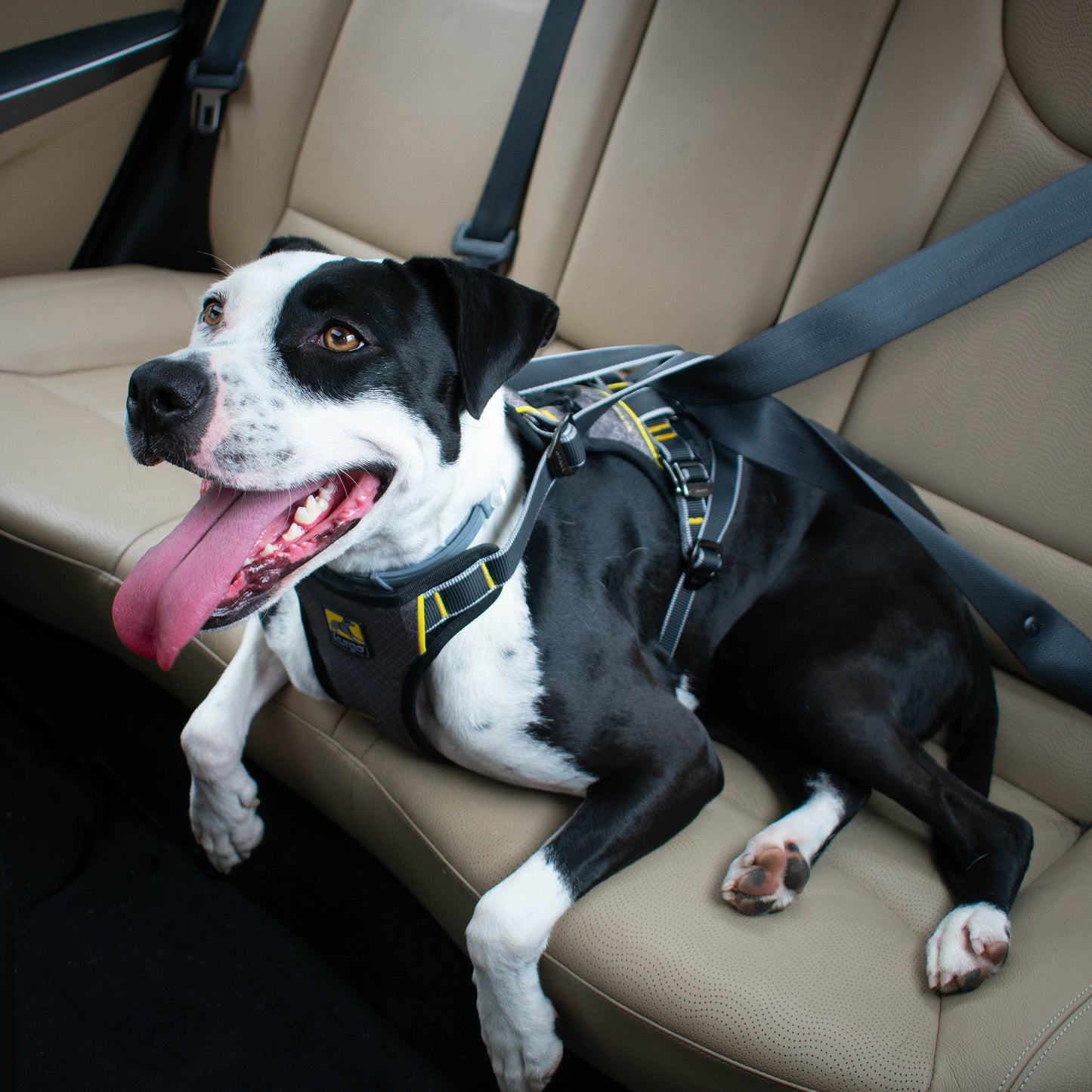 Impact Car Safety Harness S/M/L/XL