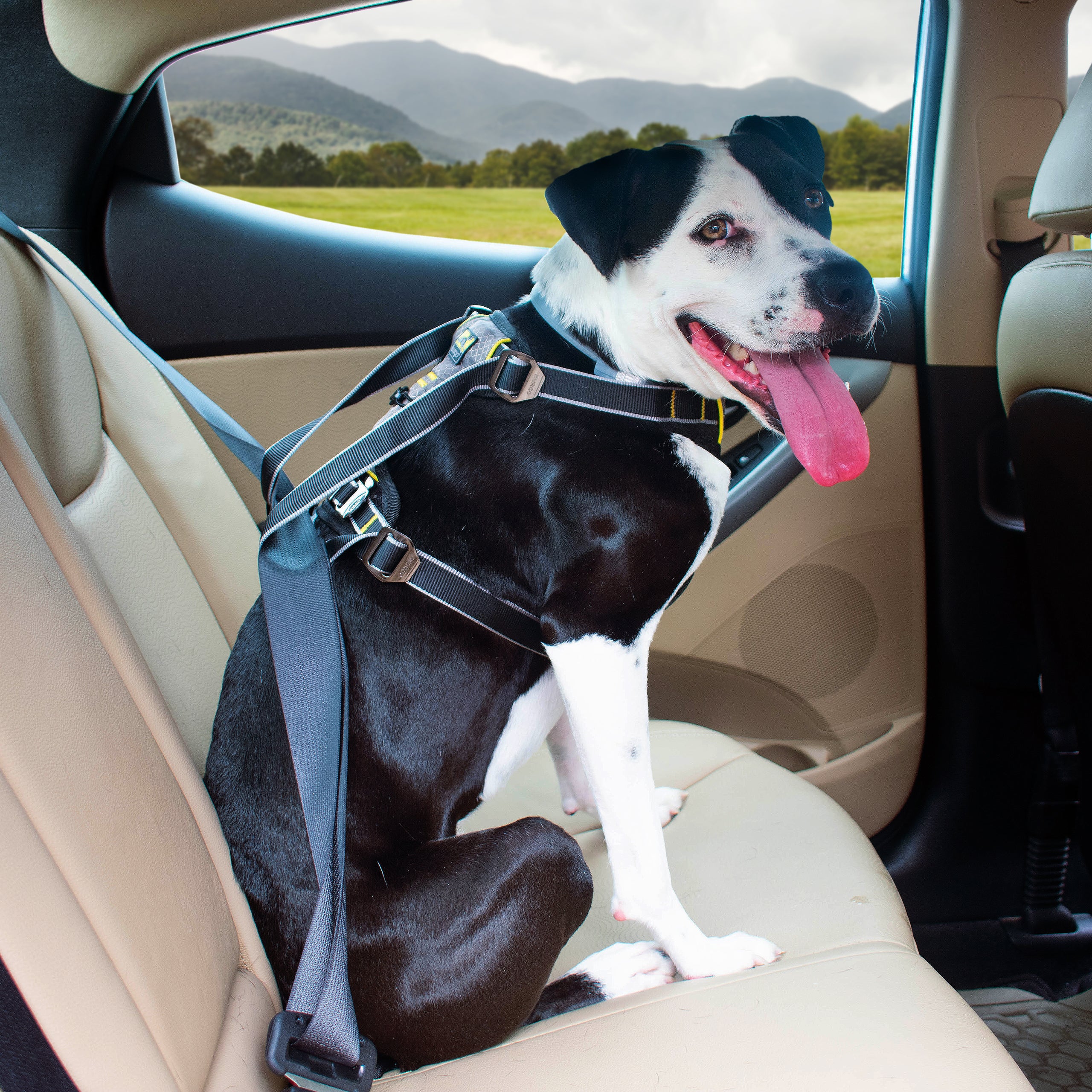 Impact Car Safety Harness S/M/L/XL