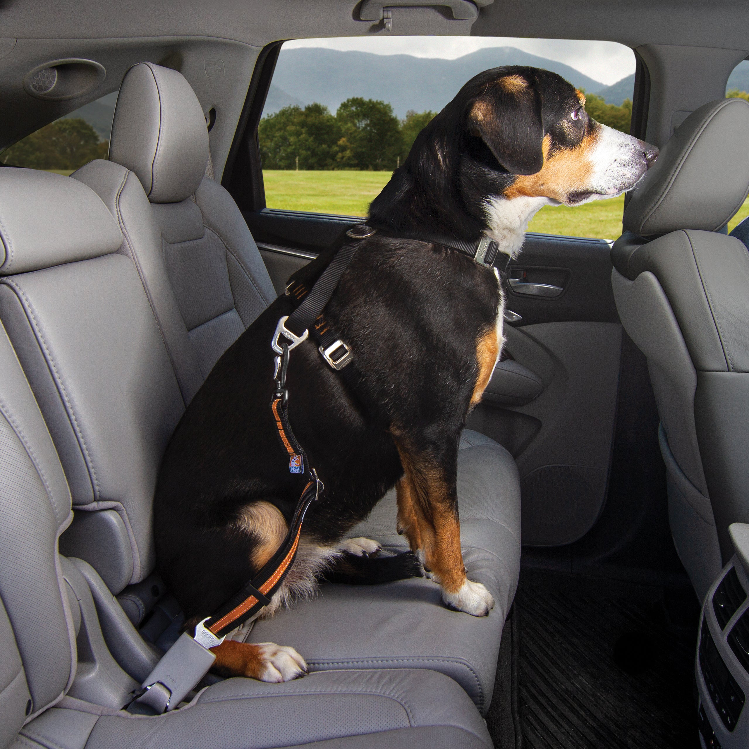 Belt buckle dog belt with