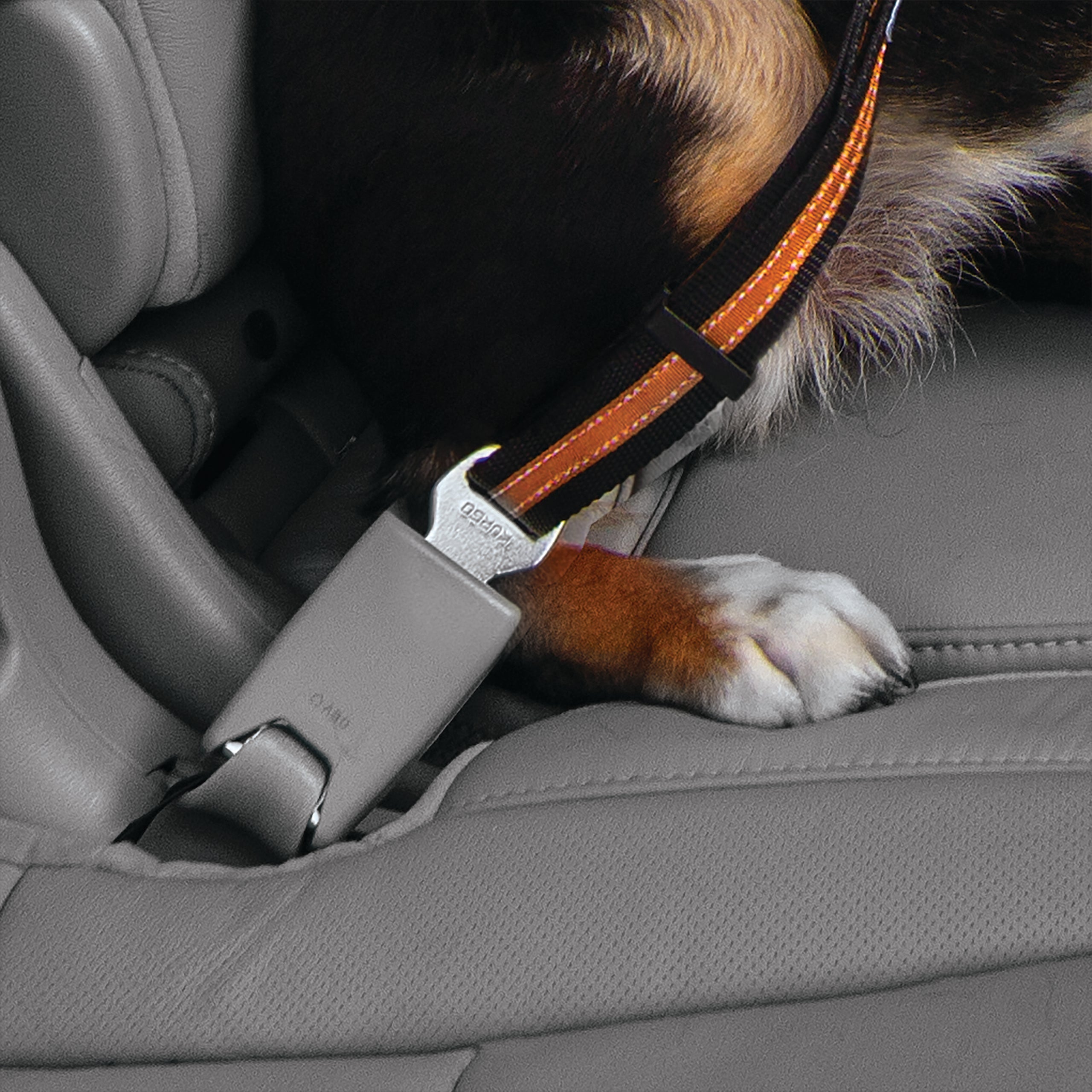 Belt buckle dog belt with