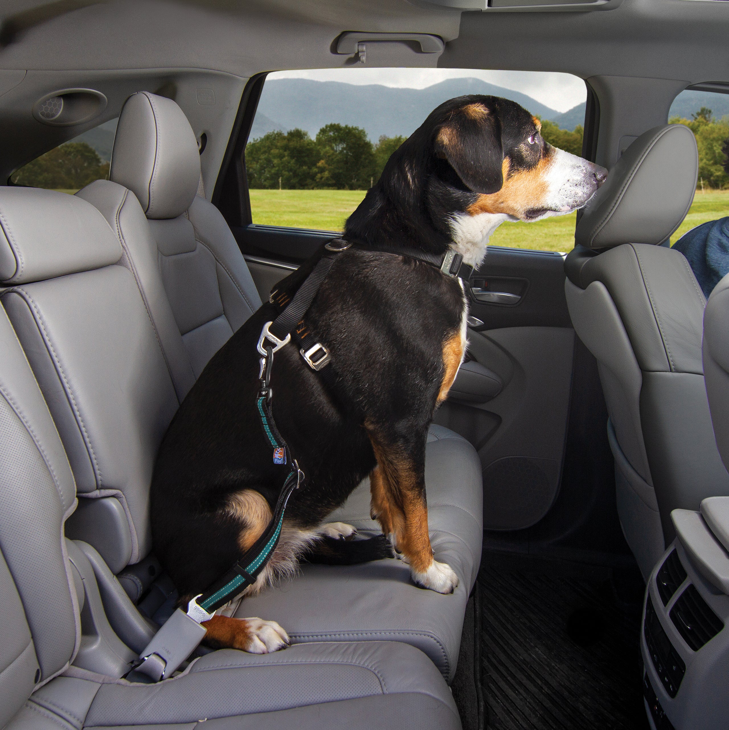 Belt buckle dog belt with rotating carabiners