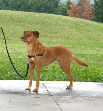 Easy Walk harness, L, black, 66-91 cm