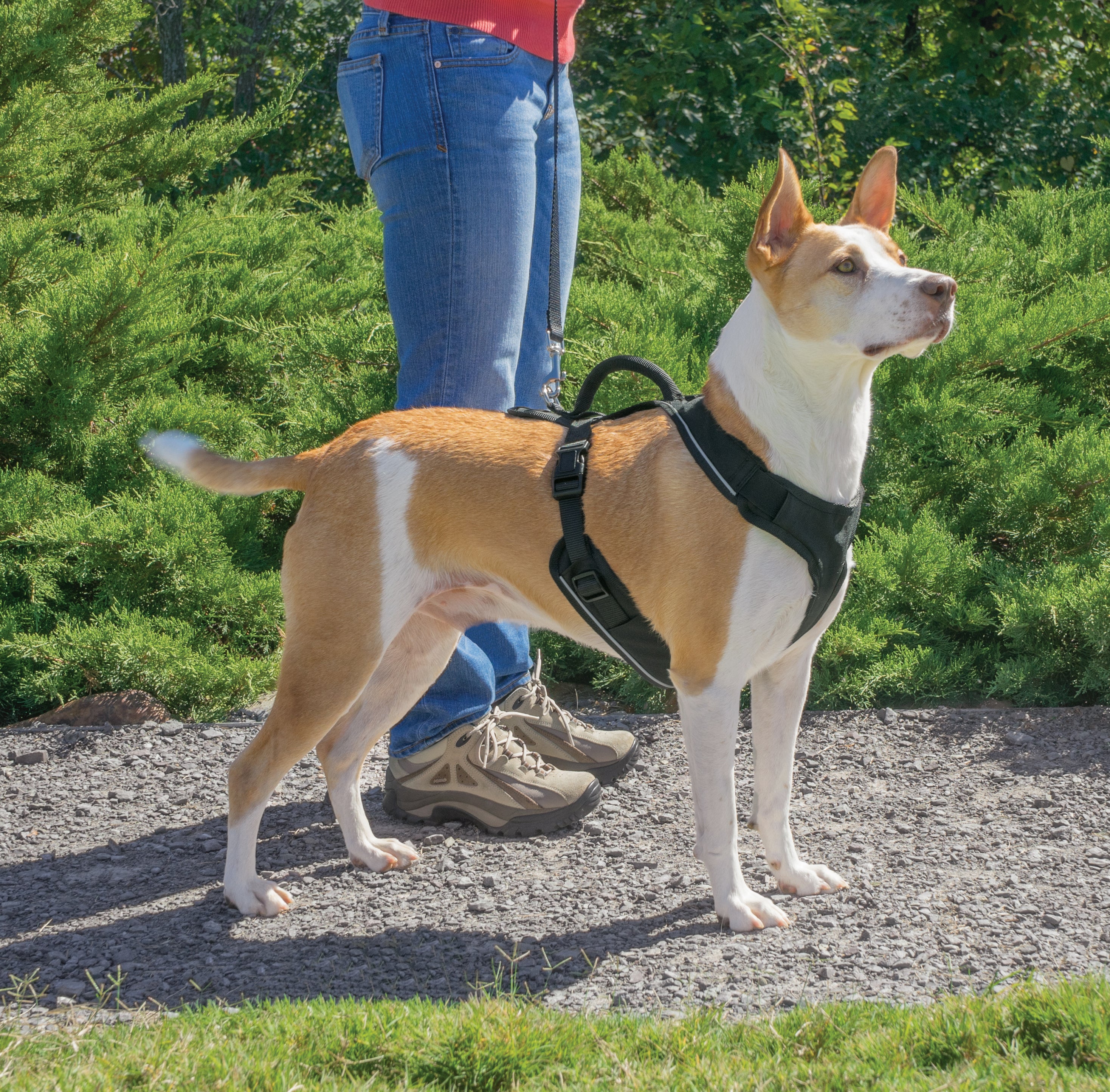 Harness Easy Sport, L black