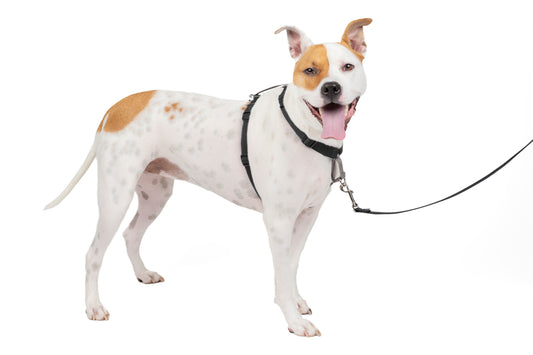 Harness &amp; vehicle restraint system