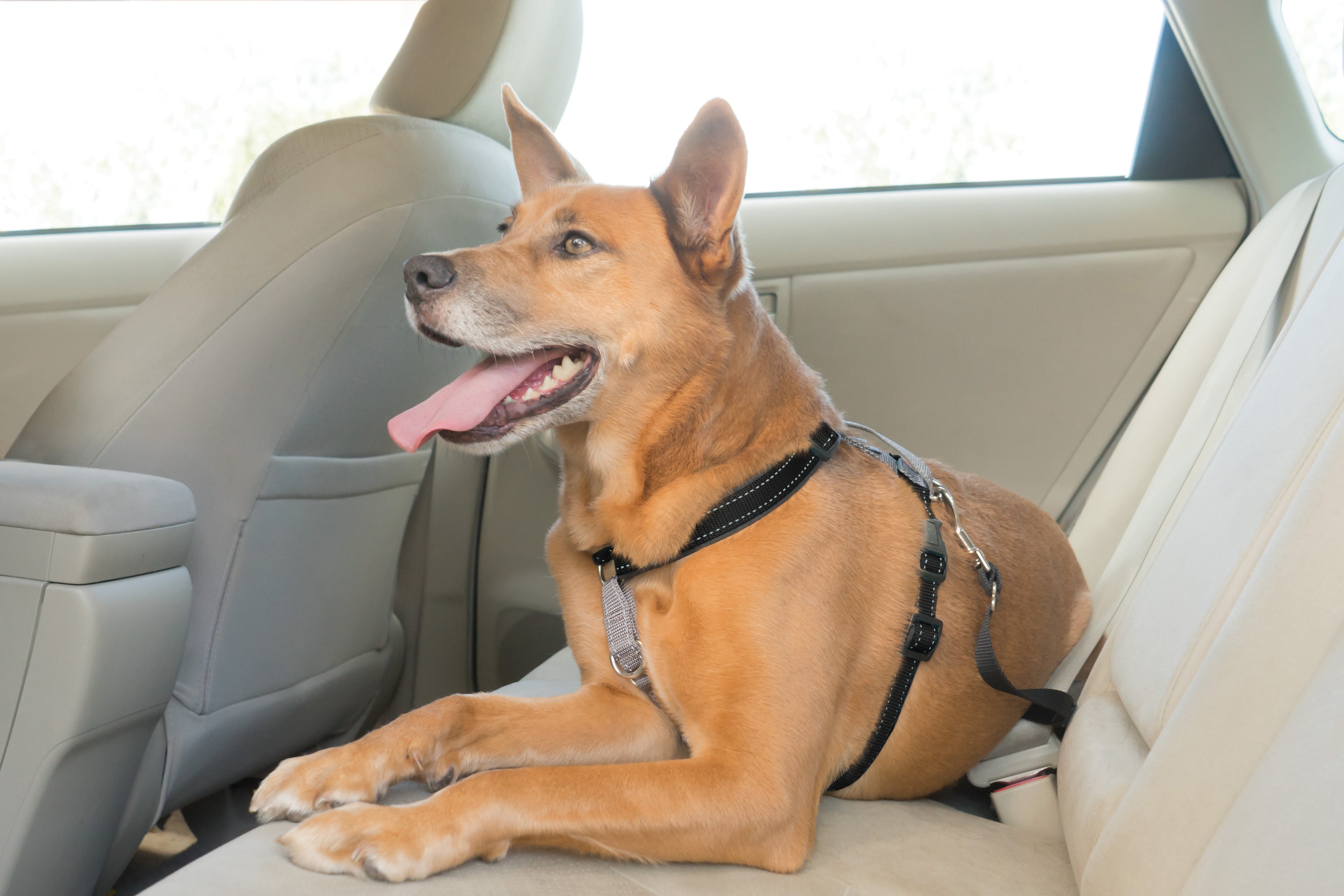 Harness &amp; vehicle restraint system