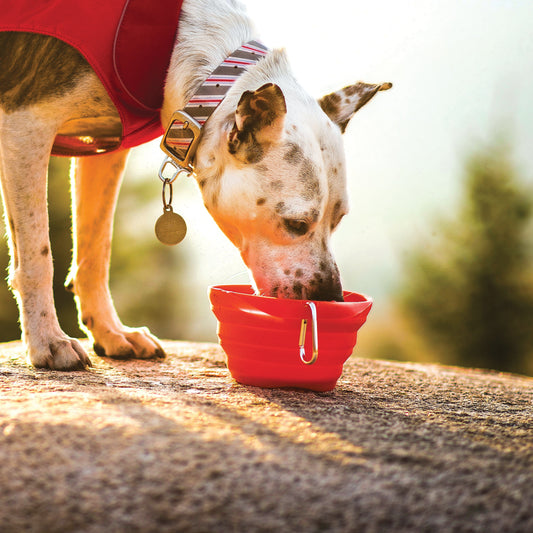 Collapsible bowl 710ml, red