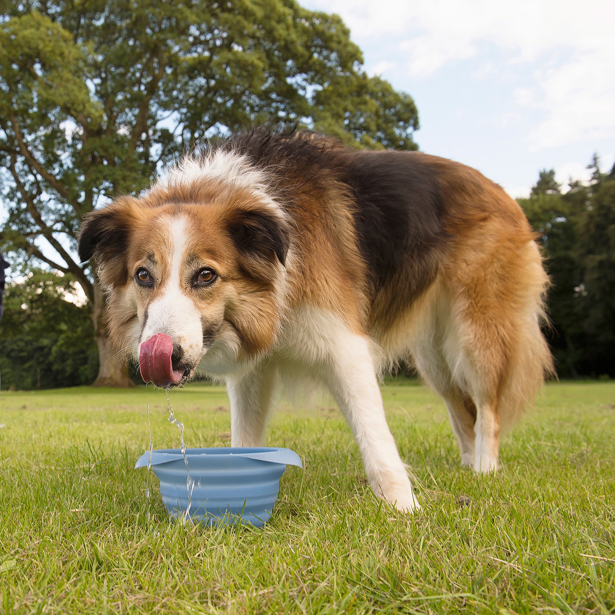 Folding bowl 710ml, blue