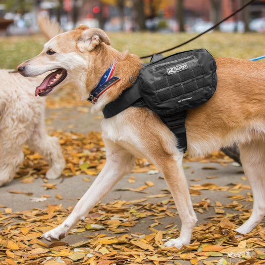 Packing bag for dogs, black
