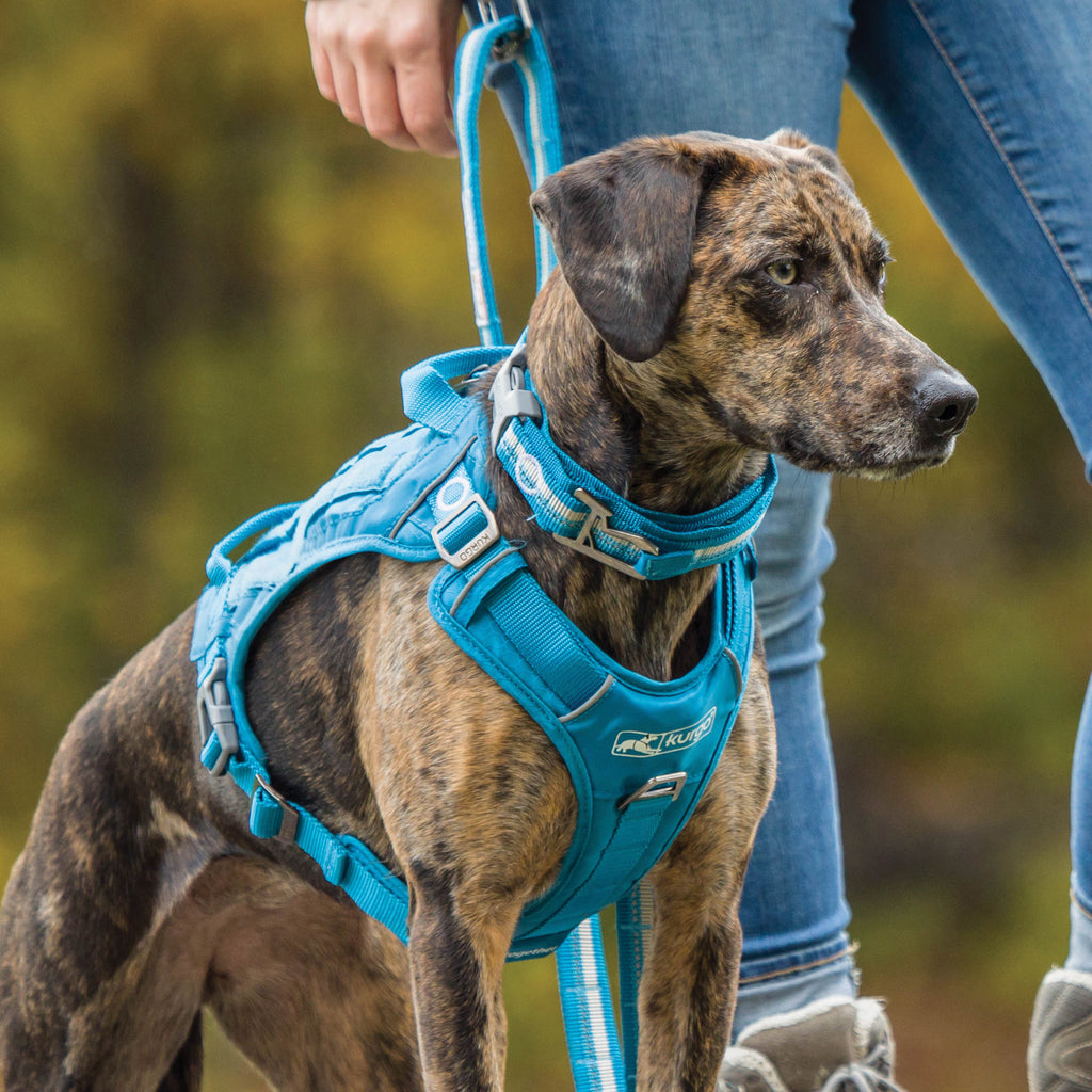 Hundehalsband Kurgo RSG, S/M/L