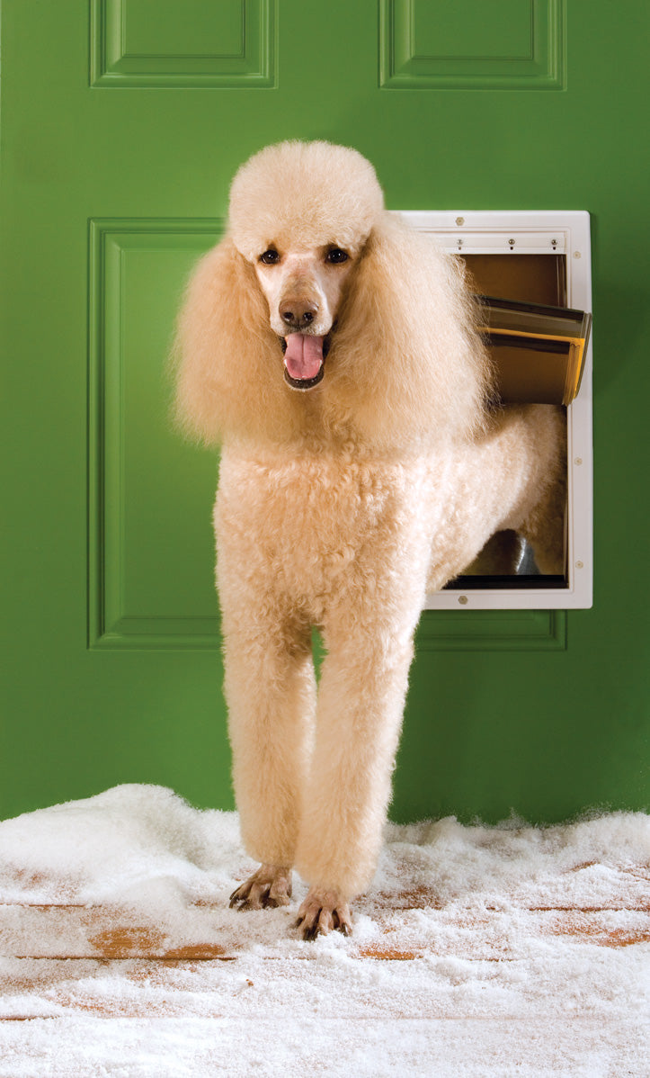 Extrem Wetter Hundeklappe Weiss