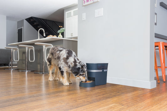 Food divider &amp; bowl for 2 pets