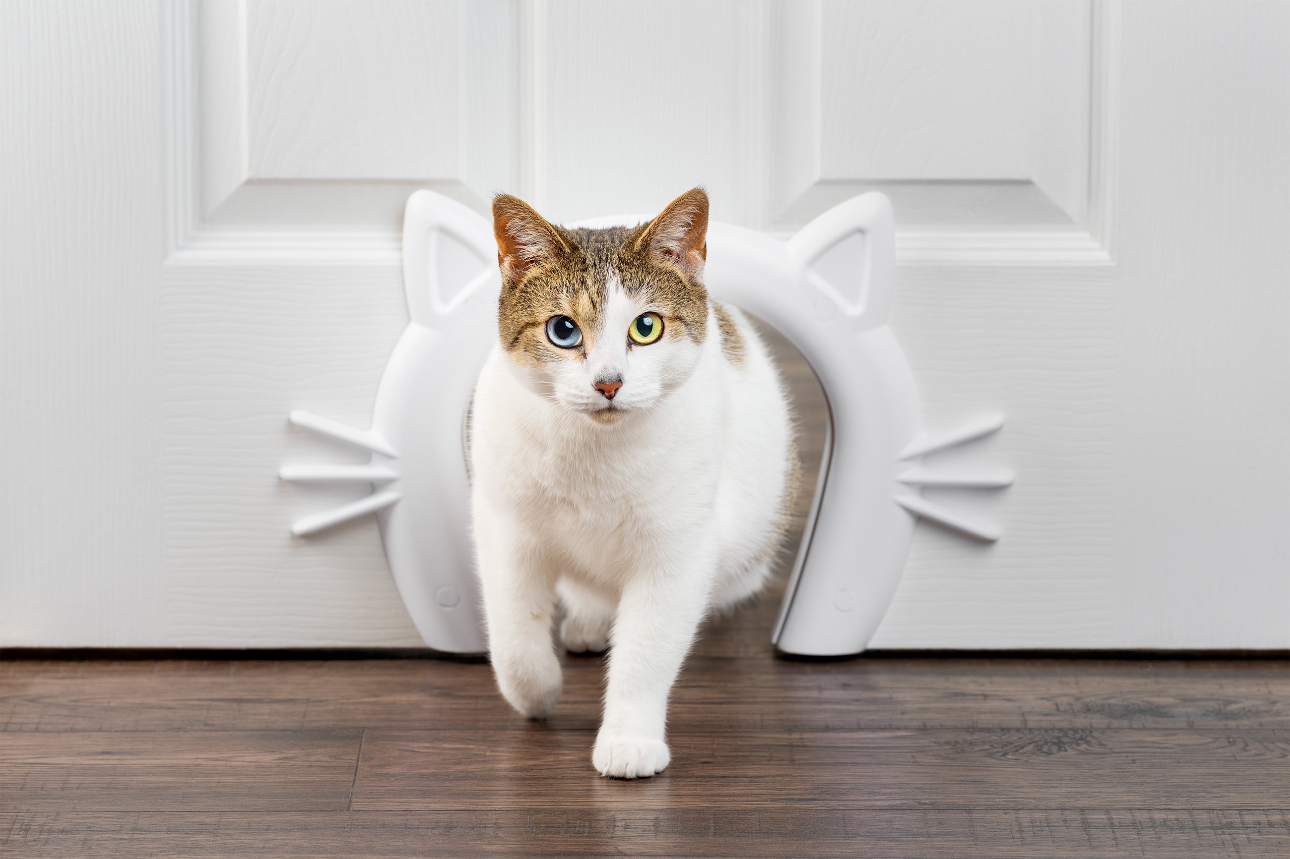 Cat corridor / cat hatch for cats