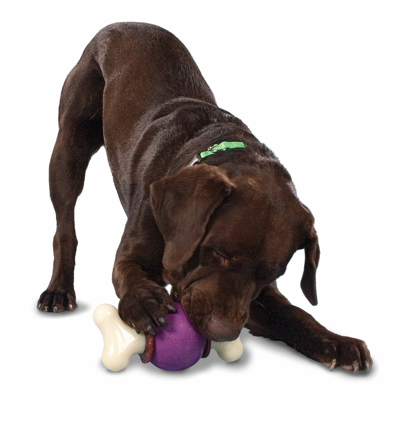 Premier Bouncy Bones, M