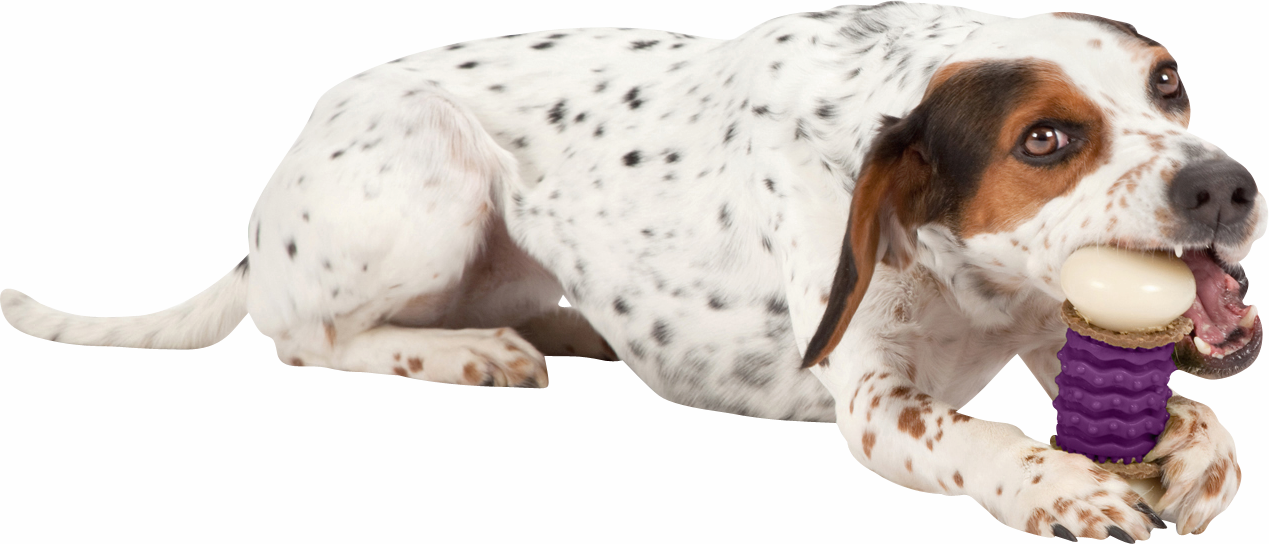 "Gefleckter Hund hält ein lila Kauspielzeug mit beige Enden und Leckerli-Ringen fest im Maul."