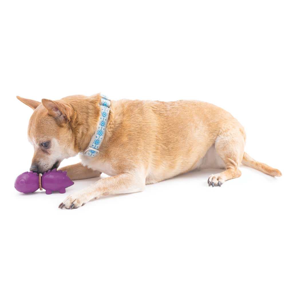 "Hellbrauner Hund mit blauem Halsband spielt konzentriert mit lila Dinosaurier-Kauspielzeug."