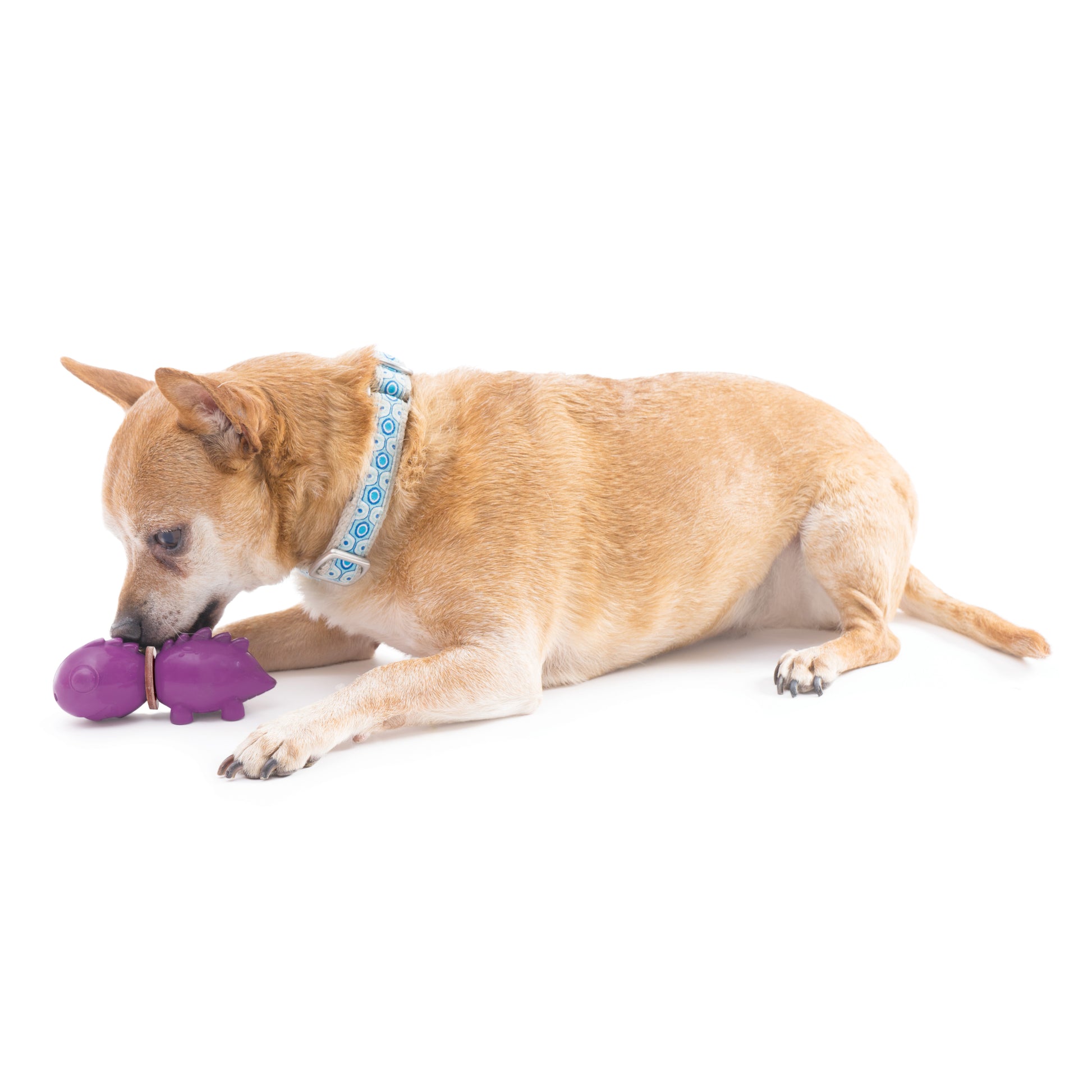"Hellbrauner Hund mit blauem Halsband spielt konzentriert mit lila Dinosaurier-Kauspielzeug."