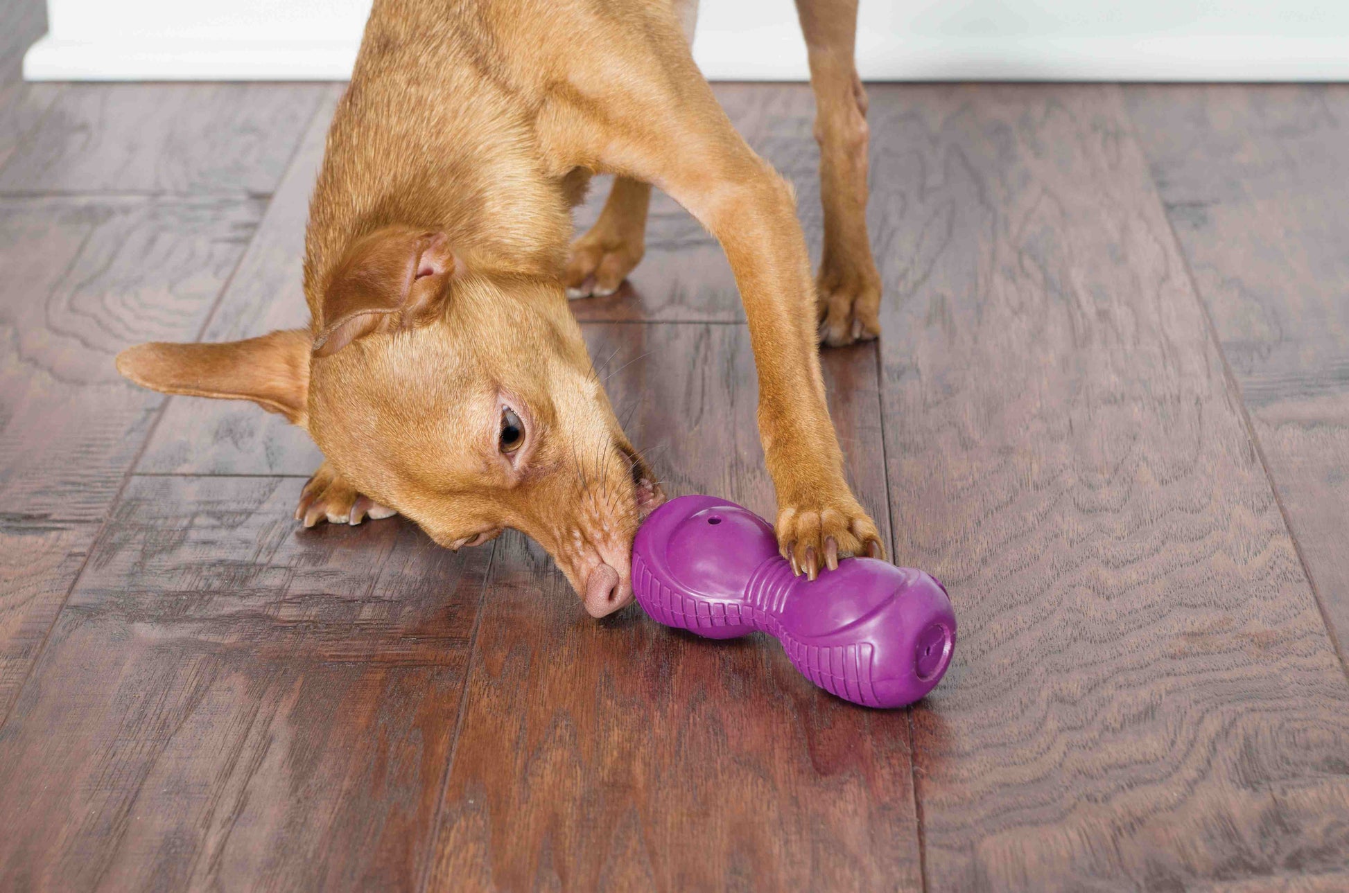 "Brauner Hund knabbert auf einem lila Hundespielzeug in Bowlingpin-Form auf einem Holzboden."
