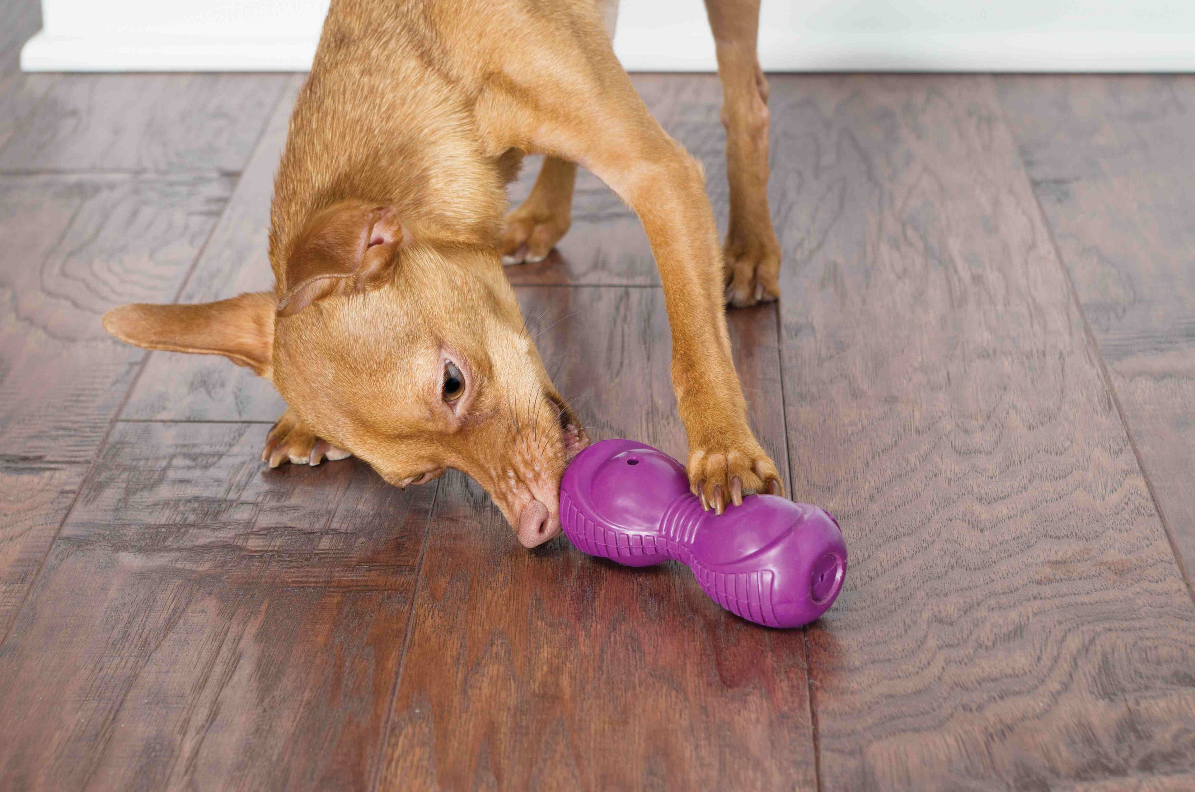 "Brauner Hund knabbert auf einem lila Hundespielzeug in Bowlingpin-Form auf einem Holzboden."