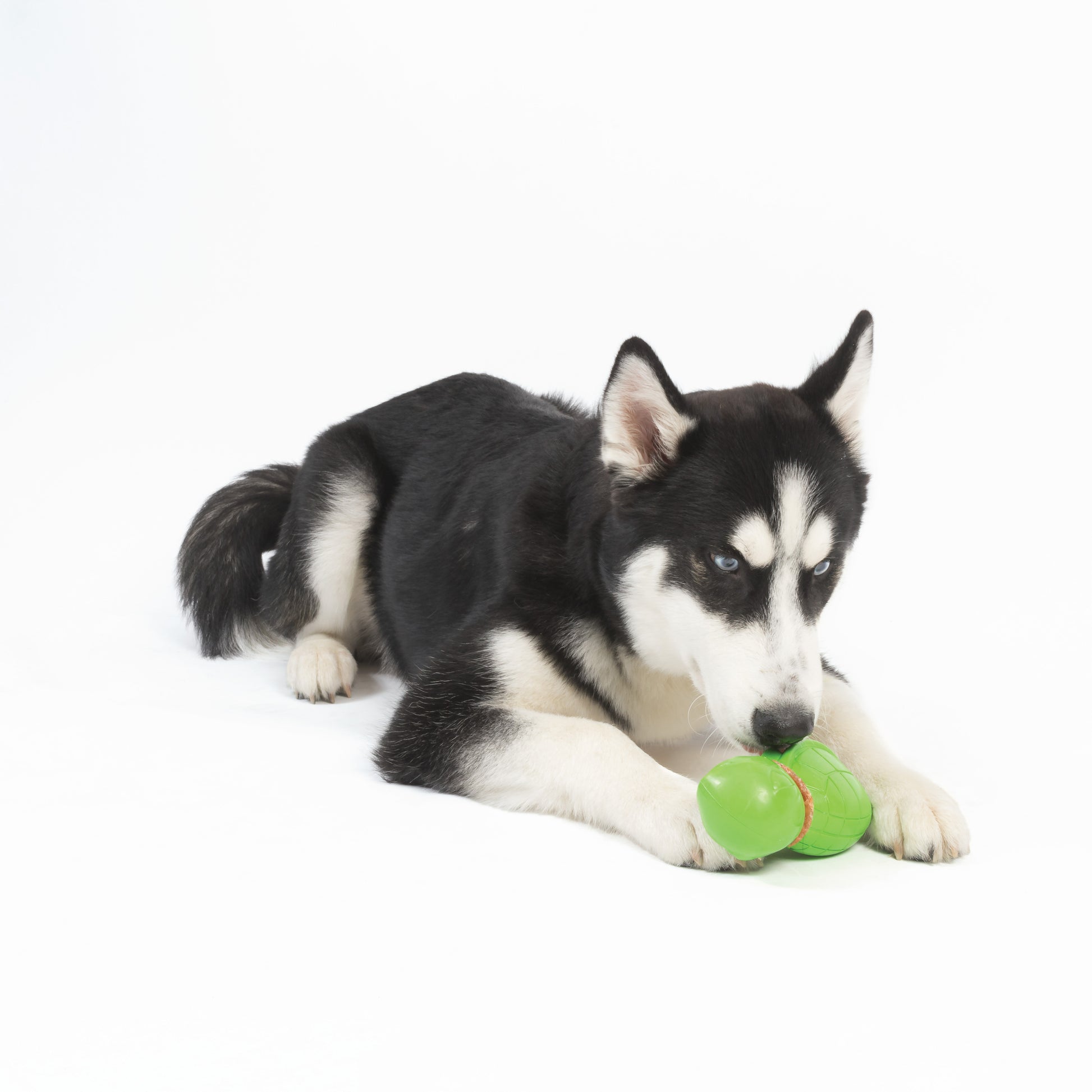 "Schwarz-weißer Husky liegt entspannt und kaut auf einem grünen Schildkröten-Spielzeug."