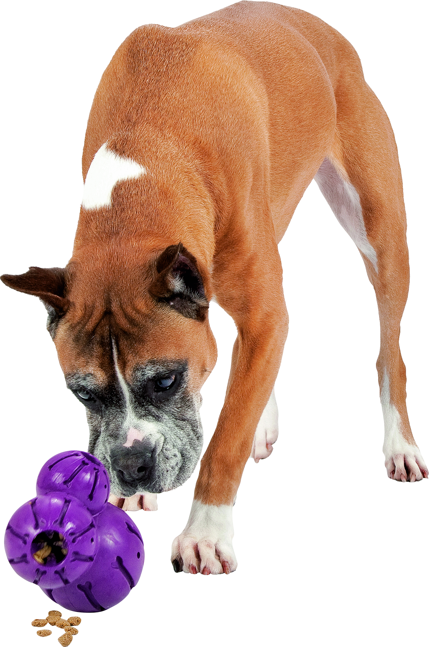 "Braun-weißer Boxerhund betrachtet neugierig ein lila Kauspielzeug mit Leckerlis darin."