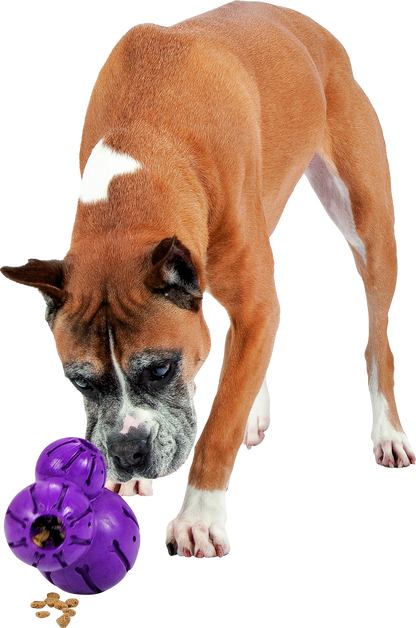 "Braun-weißer Boxerhund betrachtet neugierig ein lila Kauspielzeug mit Leckerlis darin."